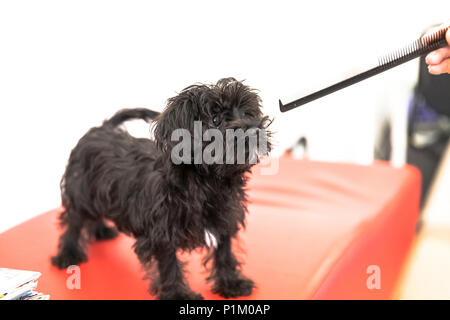 4 mois Chiot Chien Malkie, sur un canapé rouge en jouant avec un bâton. Race de chiens maltais et Yorkshire Terrier. Isolé sur fond blanc. Banque D'Images