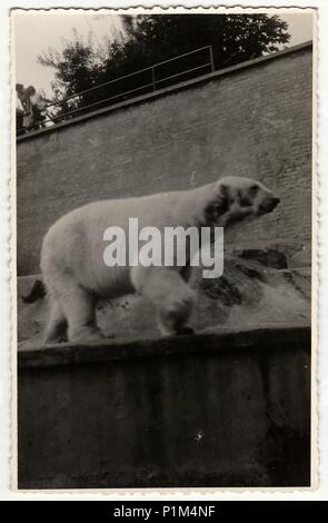 PRAHA (Prague), la République socialiste tchécoslovaque - circa 1960 : Retro photo montre l'ours polaire au zoo. Banque D'Images