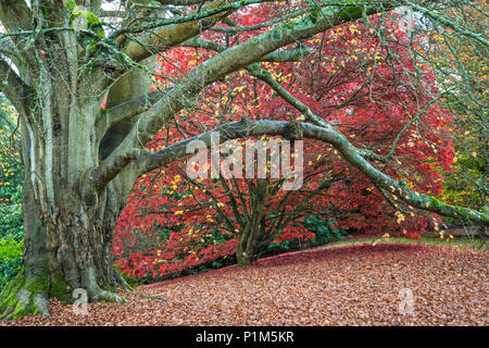Les arbres d'automne : l'érable (Acer sp.) et le hêtre (Fagus sylvatica). Jardin botanique, Siussex, UK Banque D'Images