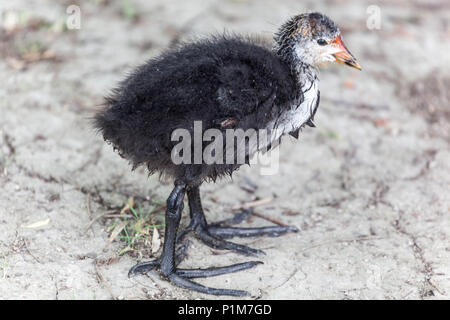 Jeune poussin eurasien, Fulica atra Common Coot Banque D'Images