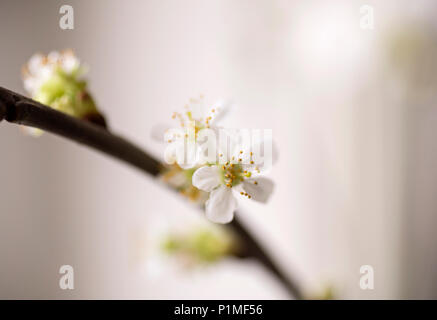 Direction générale de la fleur de cerisier en fleurs Banque D'Images