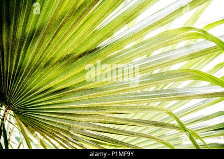 La lumière vive du soleil en feuille de palmier vert avec ombre Banque D'Images