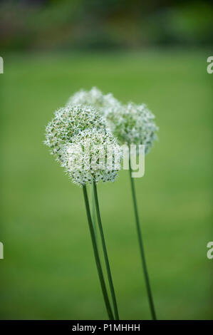 L'allium stipitatum 'Monter' Everest poussant dans un jardin d'été Banque D'Images