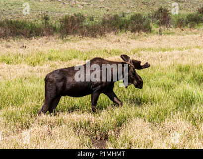 Taureau sauvage de l'Orignal (Alces alces) ; Kenosha Pass, Colorado central ; USA Banque D'Images