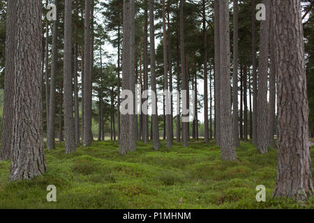 Une forêt très boisée, Mar Lodge Estate, Braemar, Aberdeenshire, Scotland Banque D'Images