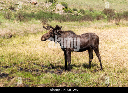 Taureau sauvage de l'Orignal (Alces alces) ; Kenosha Pass, Colorado central ; USA Banque D'Images