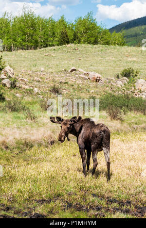 Taureau sauvage de l'Orignal (Alces alces) ; Kenosha Pass, Colorado central ; USA Banque D'Images