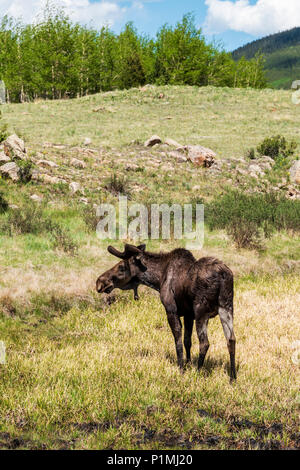 Taureau sauvage de l'Orignal (Alces alces) ; Kenosha Pass, Colorado central ; USA Banque D'Images