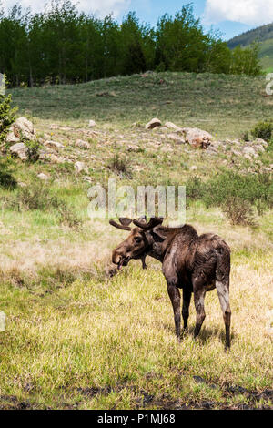 Taureau sauvage de l'Orignal (Alces alces) ; Kenosha Pass, Colorado central ; USA Banque D'Images