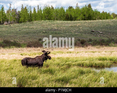 Taureau sauvage de l'Orignal (Alces alces) ; Kenosha Pass, Colorado central ; USA Banque D'Images