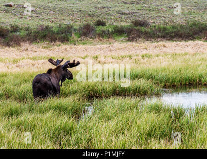 Taureau sauvage de l'Orignal (Alces alces) ; Kenosha Pass, Colorado central ; USA Banque D'Images