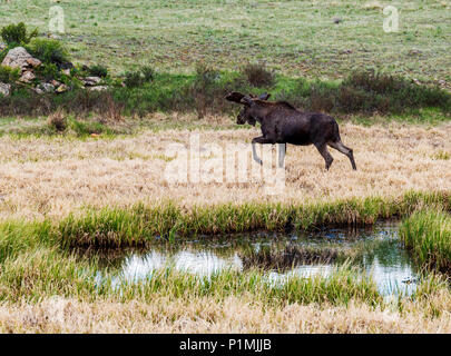 Taureau sauvage de l'Orignal (Alces alces) ; Kenosha Pass, Colorado central ; USA Banque D'Images