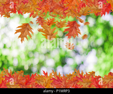 Border Frame de chute de couleur avec maple leafs copie espace vert sur fond blured Banque D'Images