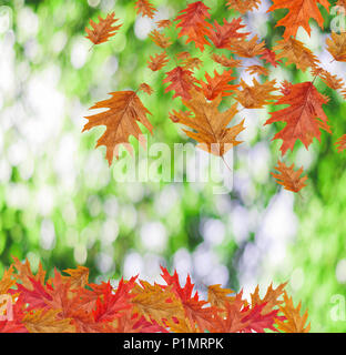 Border Frame de chute de couleur avec maple leafs copie espace vert sur fond blured Banque D'Images