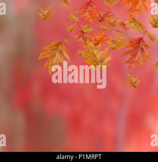 Border Frame de chute de couleur avec des feuilles d'érable rouge sur l'espace de copie d'arrière-plan flou Banque D'Images