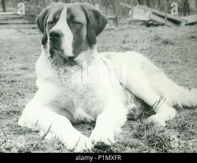 - VERS 1980s: Photo rétro montre chien. Photographie en noir et blanc vintage. Banque D'Images