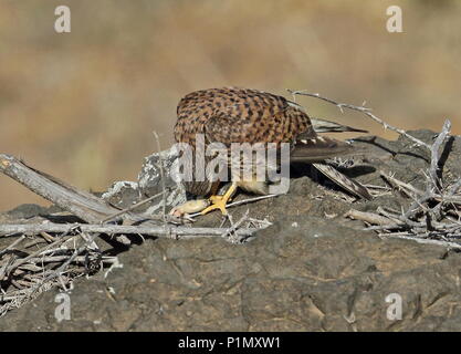 Faucon crécerelle (Falco tinnunculus alexandri) femelle adulte sur monticule rocheux de manger des proies de lézard dans l'île de Santiago, Cap-Vert Avril Banque D'Images