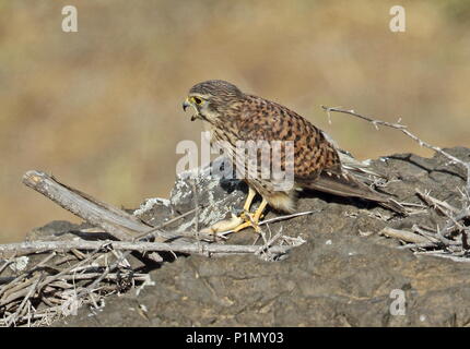 Faucon crécerelle (Falco tinnunculus alexandri) femelle adulte sur monticule rocheux lézard avec appelant proie l'île de Santiago, Cap-Vert Avril Banque D'Images