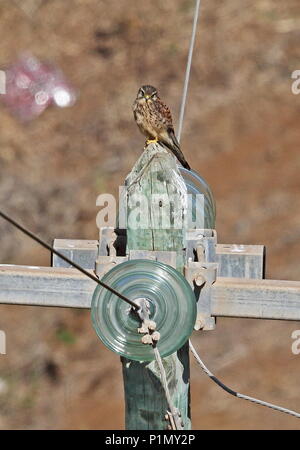 Faucon crécerelle (Falco tinnunculus alexandri) femelle adulte perché sur power-pôles l'île de Santiago, Cap-Vert Avril Banque D'Images