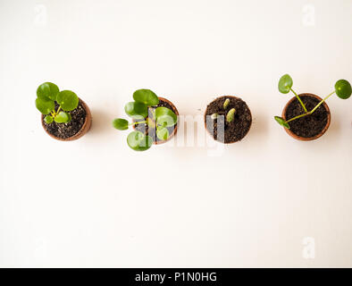 La propagation de plantes grasses dans de petits pots en terre cuite Banque D'Images