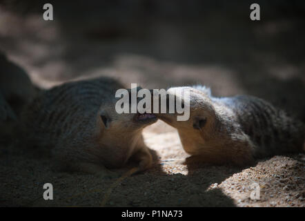 Malaga, Malaga, Espagne. 12 Juin, 2018. Suricatas sont vus dans leur enclos au Bioparc Fuengirola.A 9 ans homme gorille nommé Echo et Kim, une femelle gorille âgé de 49 ans au Bioparc Fuengirola, près de Malaga. Echo a été apporté de l'KolmÃ¥rden Wildlife Park en Suède dans le but de régler un groupe de gorilles de reproduction au Bioparc Fuengirola avec d'autres femmes de gorilles et de continuer à préserver l'espèce, avec l'aide de l'équipe de coordination. Credit : Jésus Merida/SOPA Images/ZUMA/Alamy Fil Live News Banque D'Images