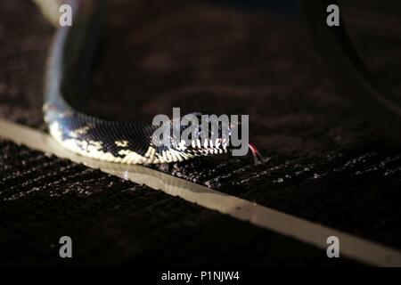 Titre original : SERPENTS DANS UN AVION. Titre en anglais : SERPENTS DANS UN AVION. Directeur du film : DAVID RICHARD ELLIS. Année : 2006. Credit : HANNAH RACHEL PRODUIT. SERVICES/FILM MUTUELLE CORP/NOUVELLE LIGNE CI / DITTIGER, James / Album Banque D'Images