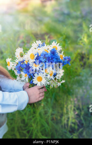 Children's hands holding a bouquet de marguerites sur le terrain et barbeaux sur un arrière-plan flou. Copier l'espace. L'allergie. Polinosis. Banque D'Images