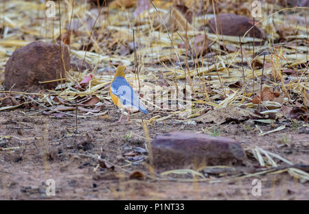 Petit Oiseau La Grive à Tête Orange Geokichla Citrina Se