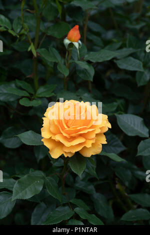 Rosa 'golden beauty' / Korberbeni. Cluster-fleur rose bush Banque D'Images