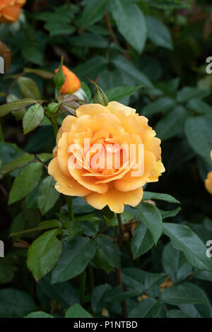 Rosa 'golden beauty' / Korberbeni. Cluster-fleur rose bush Banque D'Images