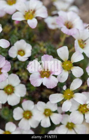 Saxifraga cumulus de fleurs. UK Banque D'Images