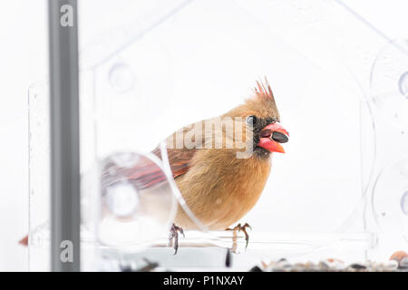 Libre d'une femelle, rouge cardinal rouge, Cardinalis, oiseau perché sur la fenêtre de verre en plastique de l'alimentation du convoyeur de tournesol avec beak en hiver Sno Banque D'Images