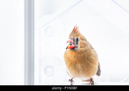 Libre de femelle, rouge cardinal rouge, Cardinalis, oiseau perché sur la fenêtre de verre en plastique de l'alimentation du convoyeur de tournesol avec beak pendant hiver neige co Banque D'Images