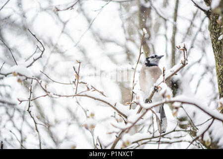 Libre d'un geai bleu, Cyanocitta cristata, oiseau perché sur la branche d'arbre pendant l'hiver lourds recouverts de neige en Virginie, flocons de neige tomber Banque D'Images