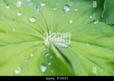 Gouttelettes d'eau sur la feuille d'un jardin Lady's-mantle (Alchemilla mollis) Banque D'Images