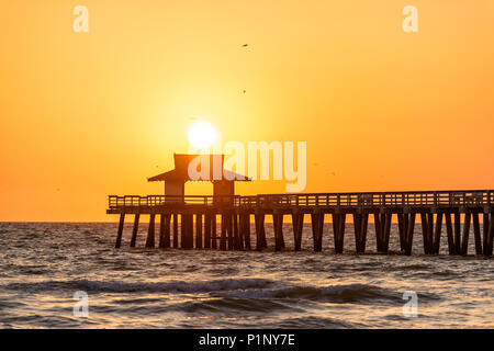 Naples, Floride jaune et orange coucher de soleil dans le golfe du Mexique avec coucher de soleil à l'intérieur de la jetée en bois de la jetée, avec beaucoup d'oiseaux volant au-dessus d'un horizon silhouette Banque D'Images