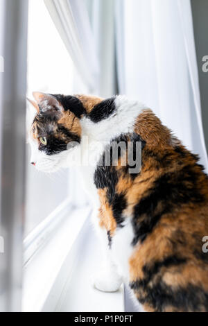 Mignon femelle chat calico libre de face sitting on windowsill appui de fenêtre à l'extérieur stores rideaux regarder derrière Banque D'Images