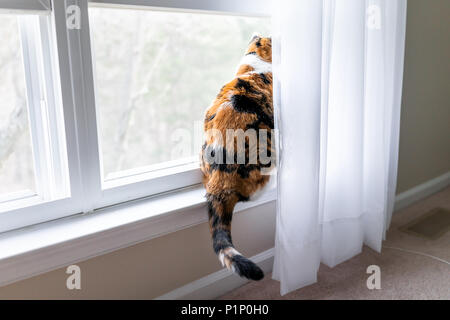 Funny chat calico assis sur le rebord de la fenêtre à regarder dehors à stores rideaux entre oiseaux Banque D'Images