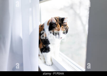 Un mignon femelle chat calico libre de face sitting on windowsill appui de fenêtre à l'extérieur stores rideaux regarder derrière Banque D'Images