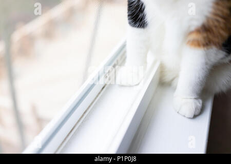 Gros plan du chat calico paws jambes assis sur le rebord de fenêtre à l'extérieur Banque D'Images