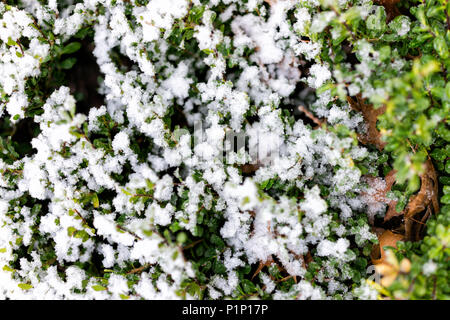 Flocons de neige sur vert maison décorative arbuste accueil télévision gros plan macro vue du dessus vers le bas pendant la tempête blanche blizzard Banque D'Images