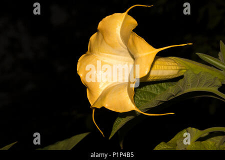 Golden Angel's Trumpet (Brugmansia aurea) Banque D'Images