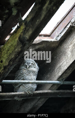 Owlet hulotte (Strix Aluco enr.) dormir dans une grange de ferme. Libre de prendre en Ecosse, Royaume-Uni. Banque D'Images