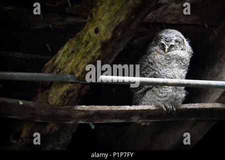 Owlet hulotte (Strix Aluco enr.) dormir dans une grange de ferme. Libre de prendre en Ecosse, Royaume-Uni. Banque D'Images