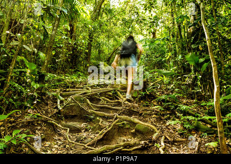 Vue arrière d'une femme marche sur un sentier dans une forêt subtropicale dans le sud du Brésil. Florianopolis, Santa Catarina, Brésil. Banque D'Images