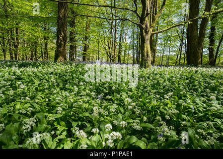 Tapis de plantes à l'ail des bois de hêtre dans le cadre d'un printemps avec des jacinthes dans la distance. Banque D'Images