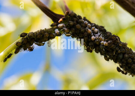 Le puceron noir de la fève (Aphis fabae) sur une tige d'un aîné rouge 'Sutherland Gold' (Sambucus racemosa 'Sutherland Gold') Banque D'Images