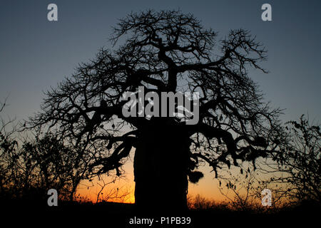 Baobab au coucher du soleil dans le Parc National Kruger en Afrique du Sud Banque D'Images