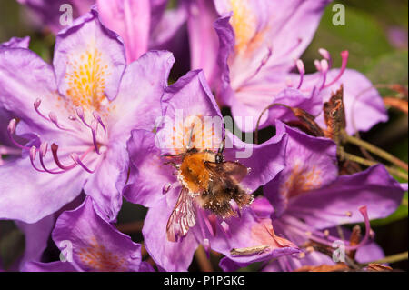 Une frénésie d'alimentation se nourrissant de fleurs de Rhododendron sauvages a quitté les bourdons enduite dans tous les coins du pollen adhérant aux poils fins sur corps Bombus pascuorum Banque D'Images