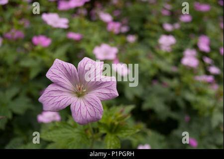 Grappe de fleurs mauve clair rose géraniums plantes avec cinq regarda fleur, géranium sanguin Banque D'Images